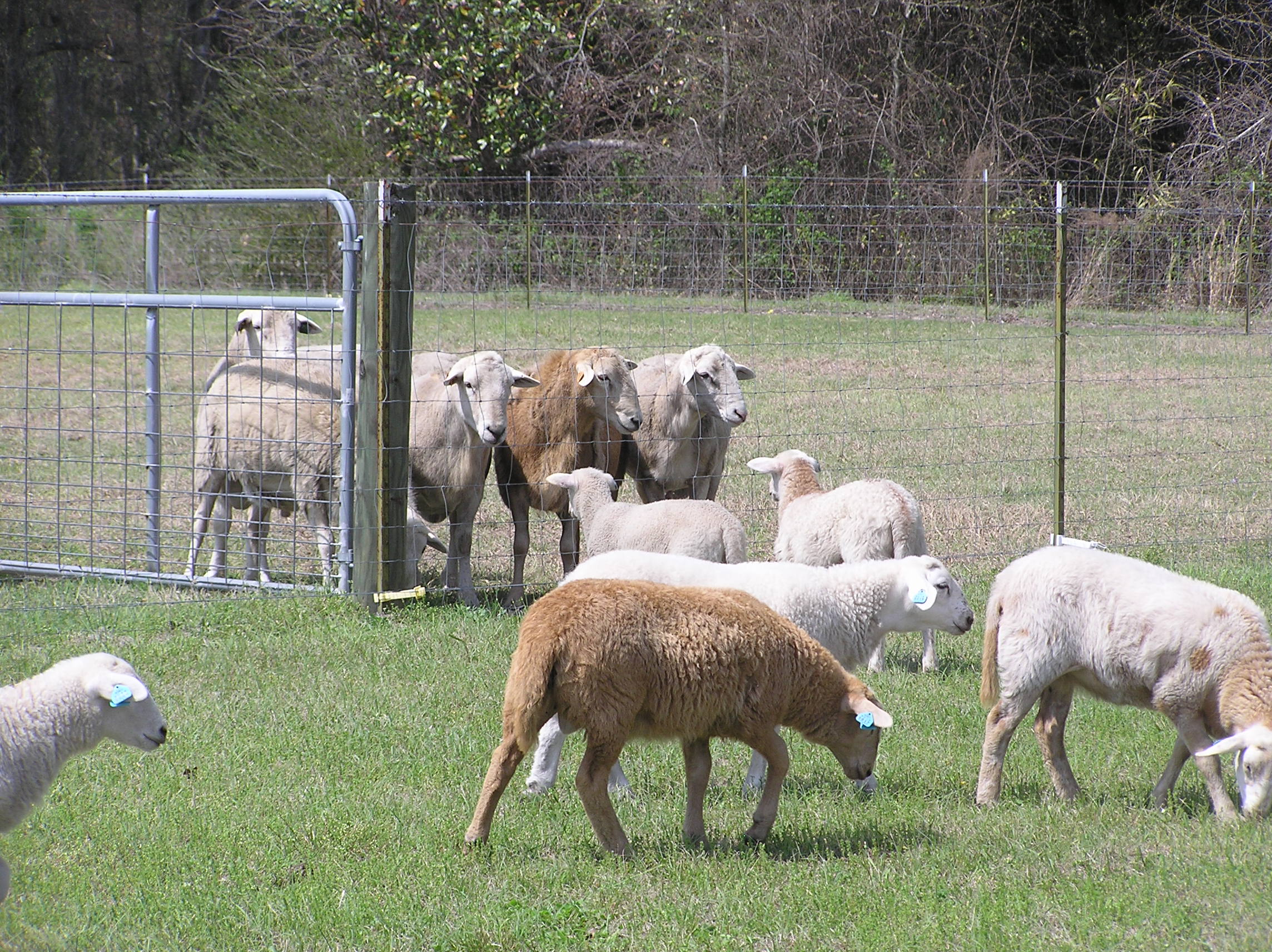 2009sheep/P1010085.JPG