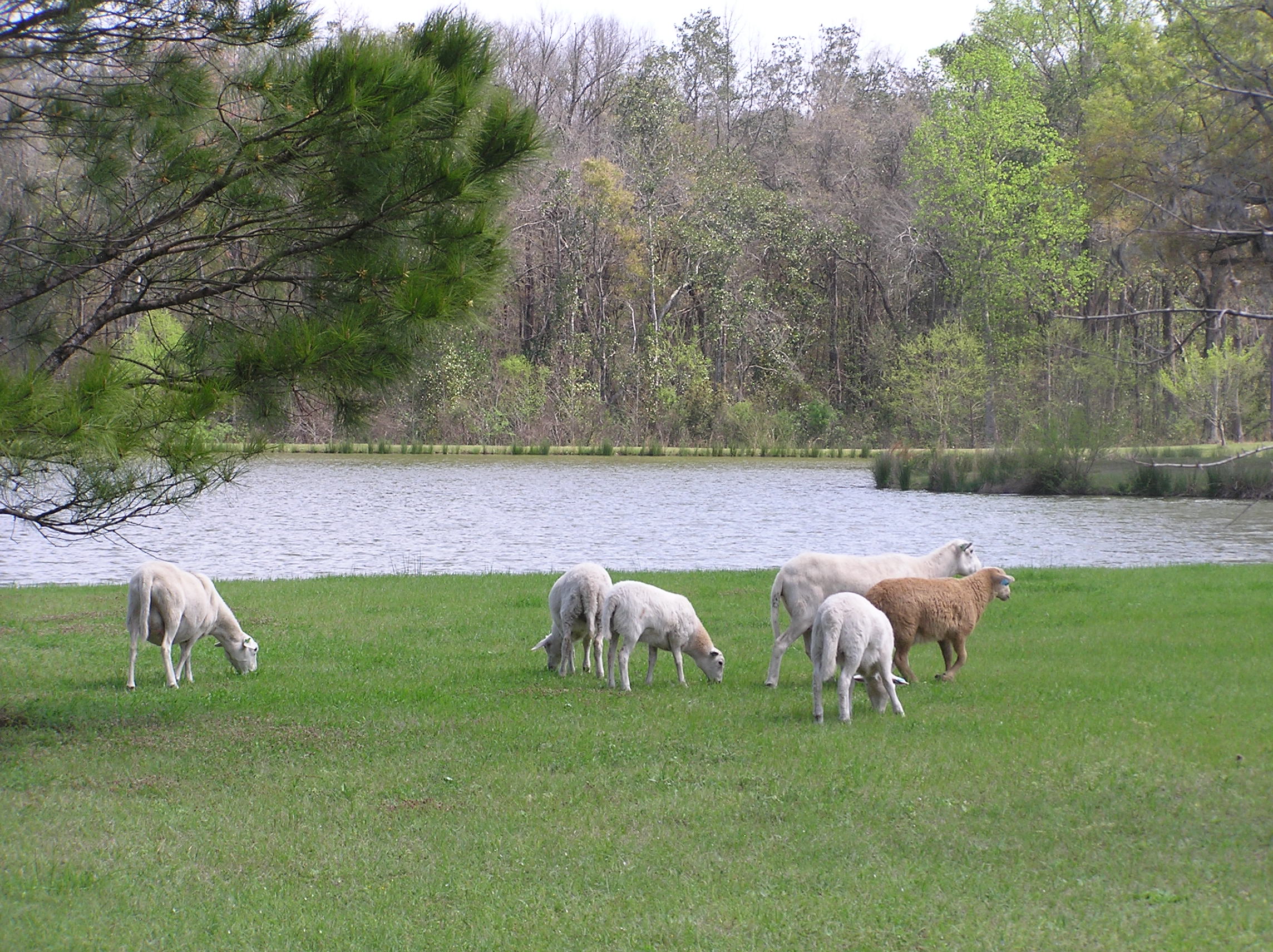 2009sheep/P1010092.JPG