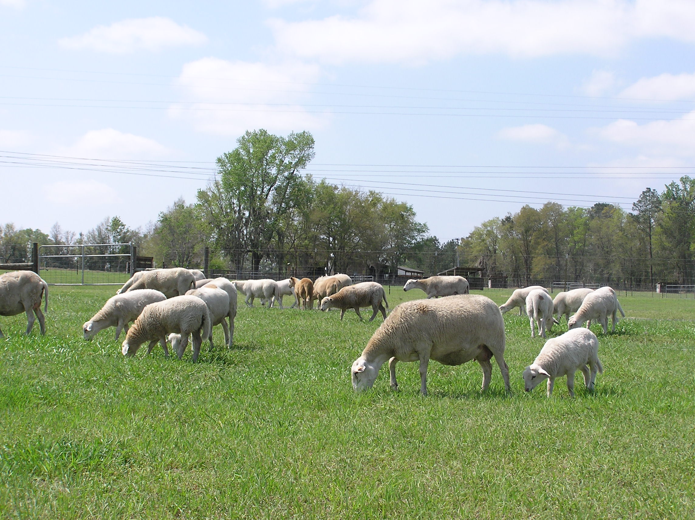 2009sheep/P1010094.JPG