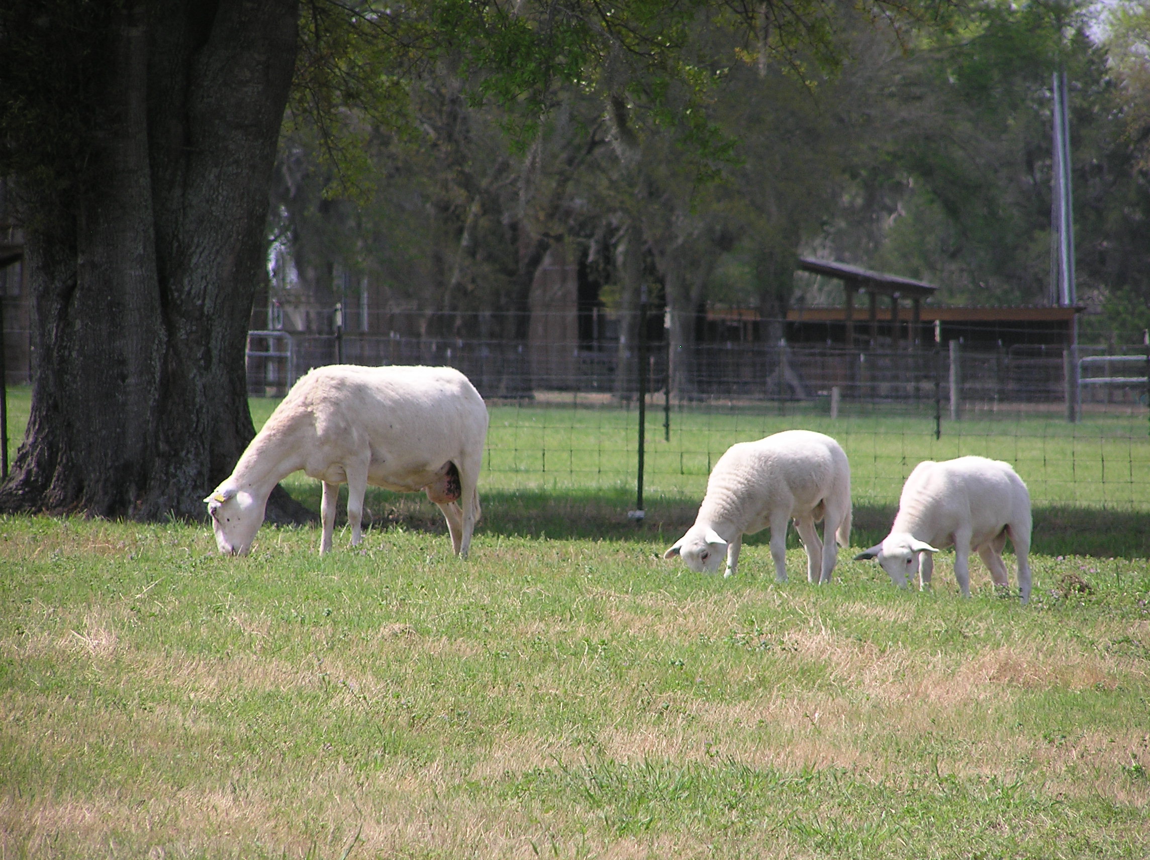 2009sheep/P1010099.JPG