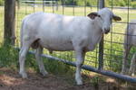 2010lambs/1.jpg
