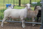 2010lambs/10.jpg