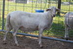 2010lambs/2.jpg
