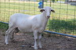 2010lambs/3.jpg