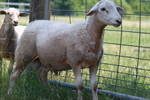 2010lambs/4.jpg