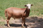 2010lambs/5.jpg