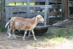 2010lambs/6.jpg