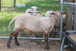 2010lambs/7.jpg
