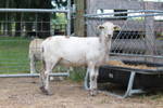2010lambs/9.jpg