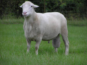 sheep2010/allegro.JPG