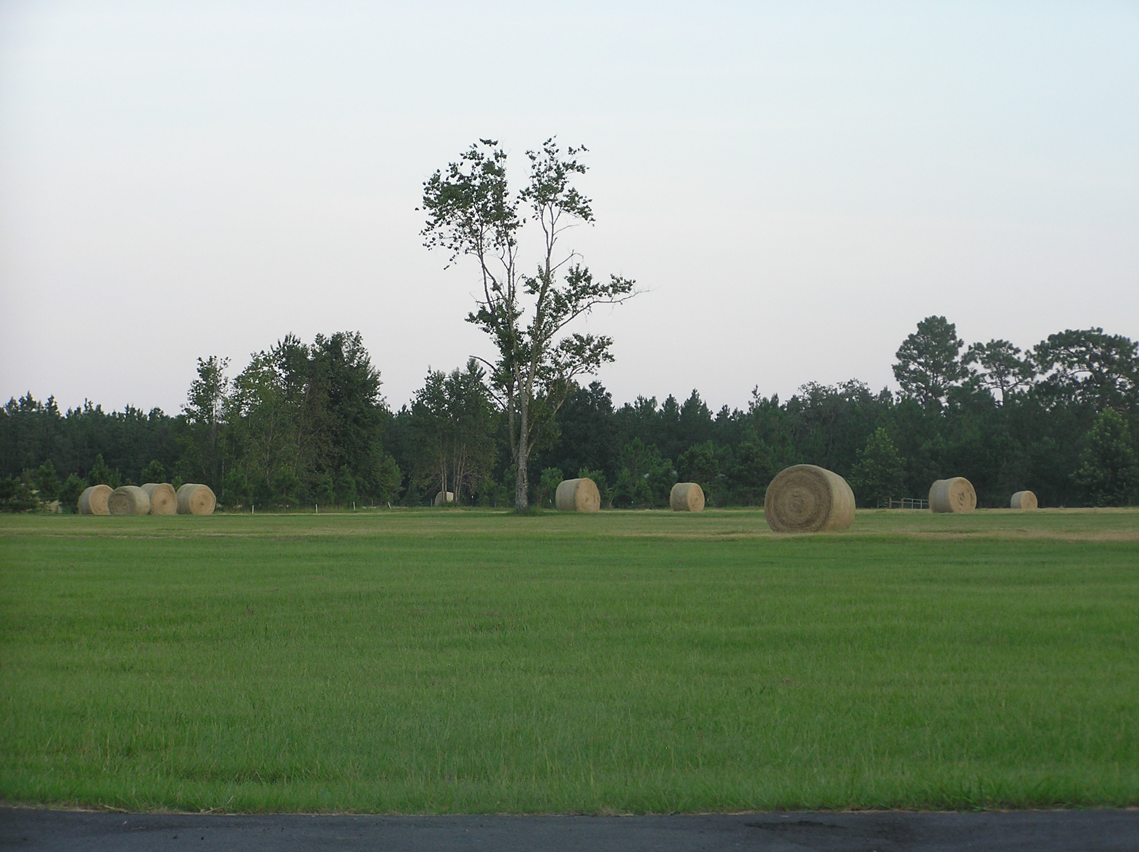 sheep2010/haycut.JPG
