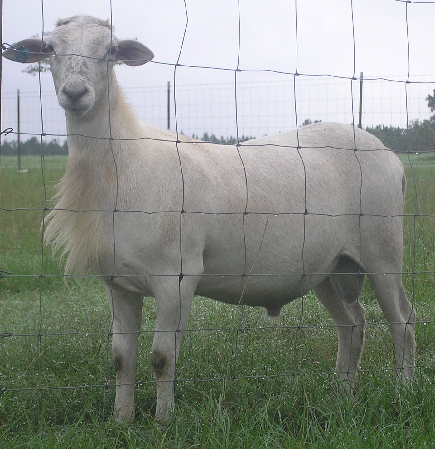 sheep2010/joseycrop.jpg
