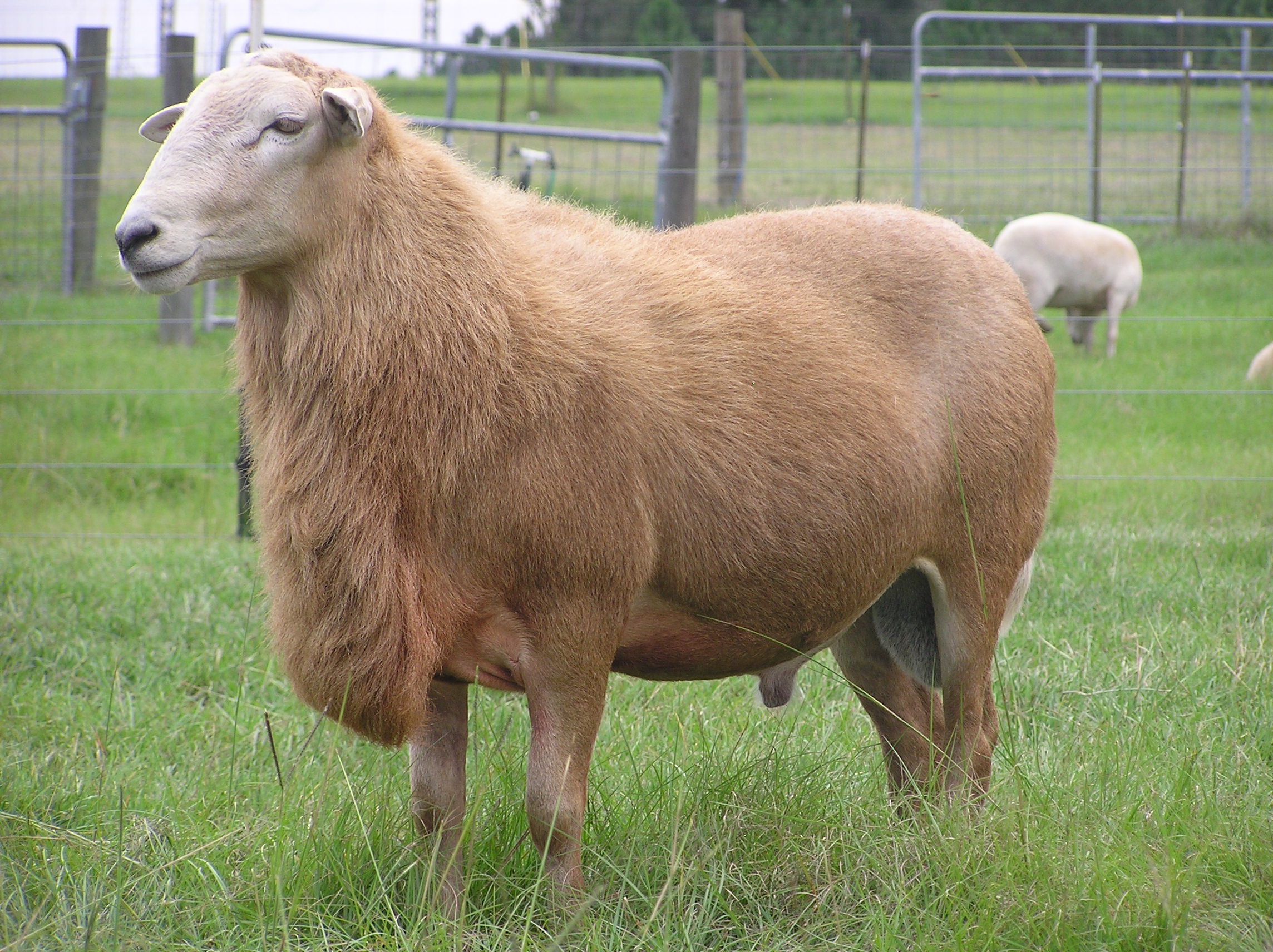 sheep2010/magnum.JPG