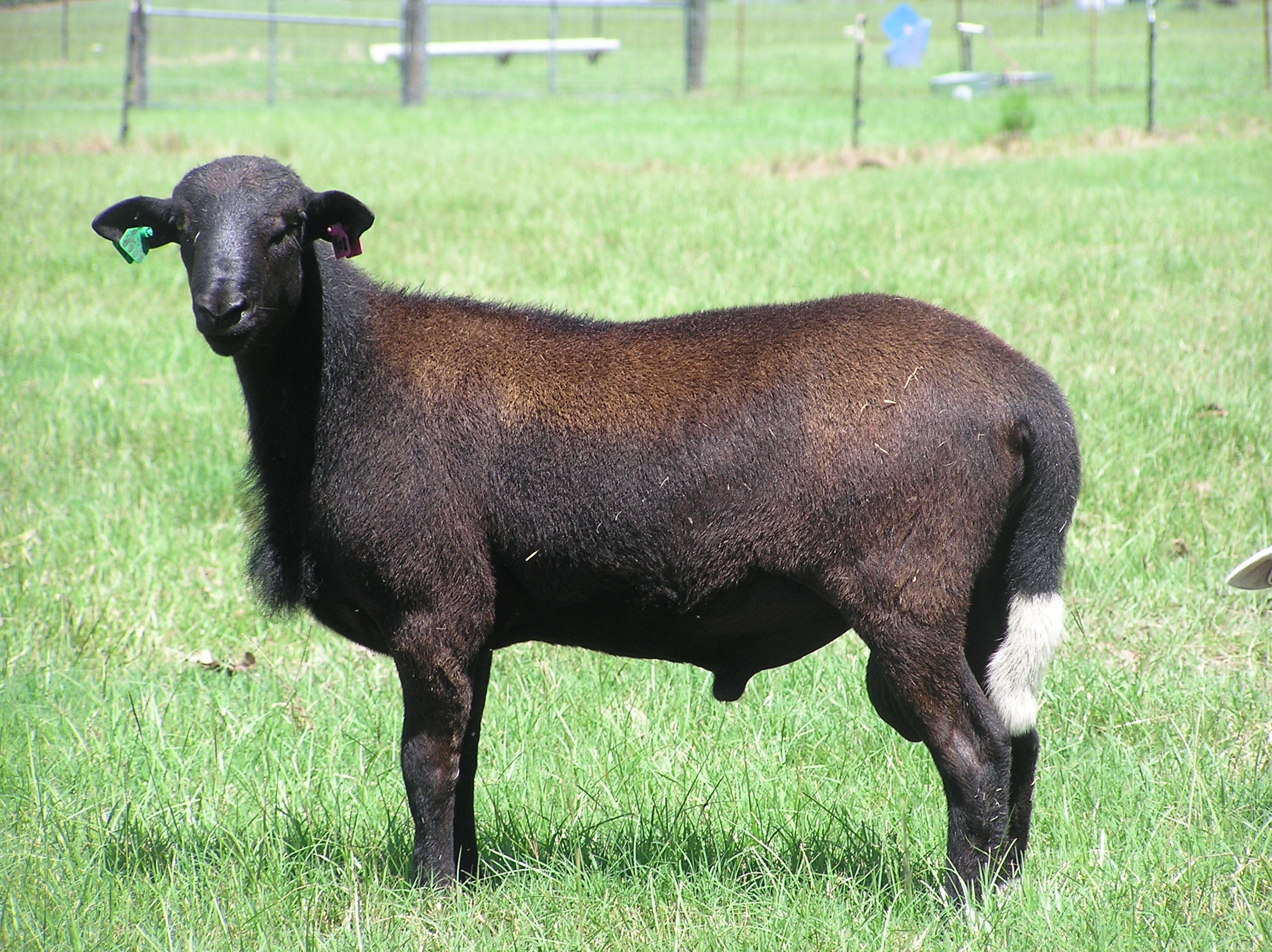 sheep2010/tamarack.JPG